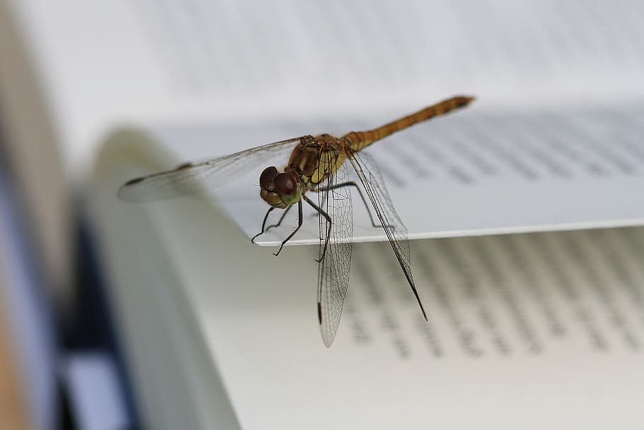 dragonfly, book pages, insect, macro, invertebrate, animal themes HD wallpaper
