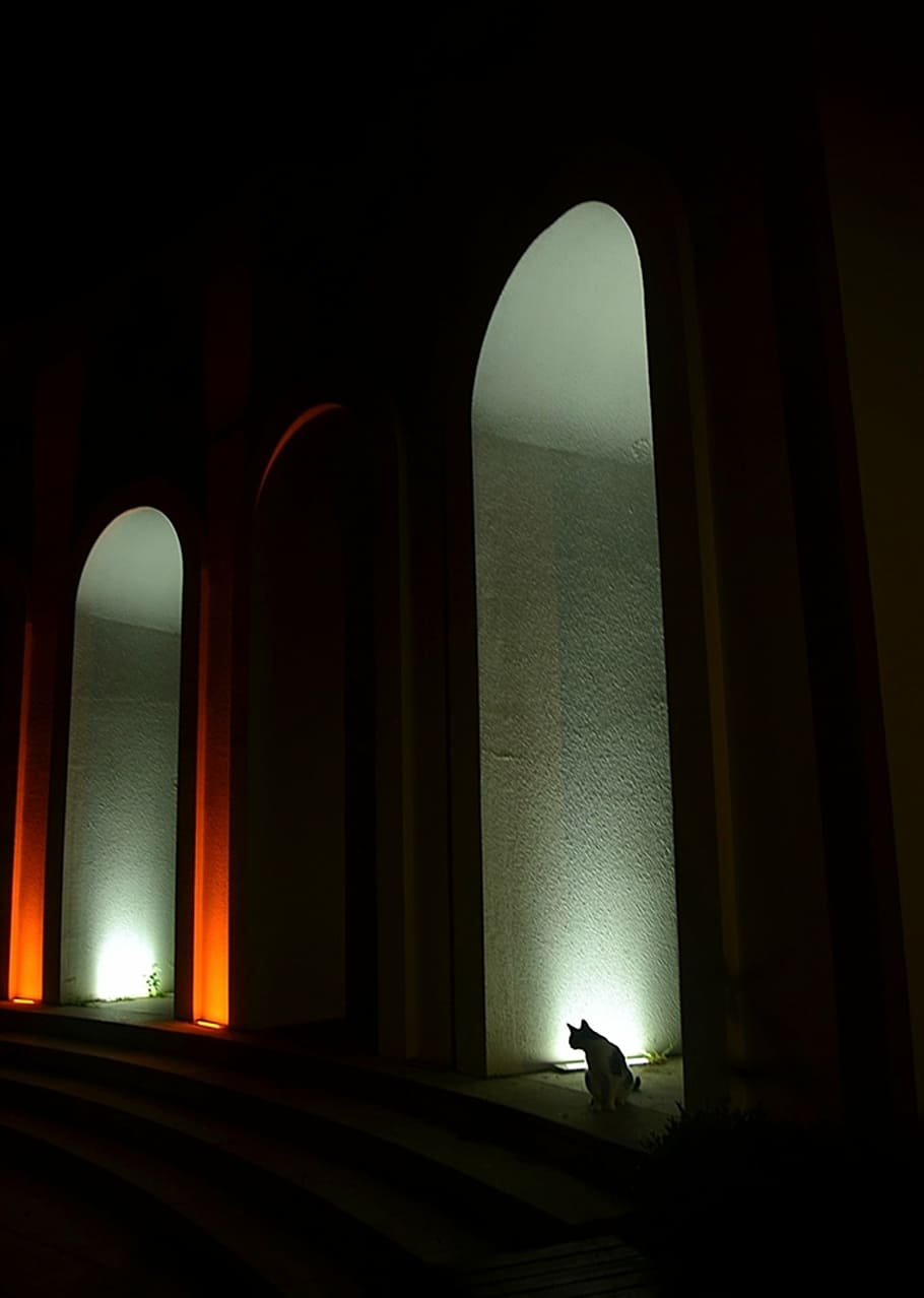 cat, night, light, door, street, night light, pet, architecture HD wallpaper