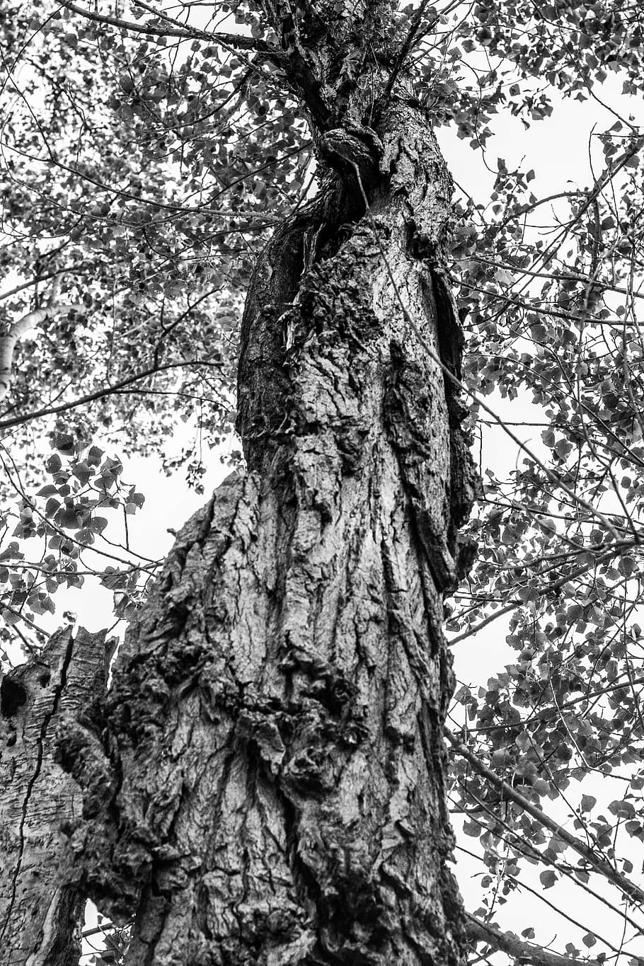 tree, black, white, nature, photography, black white, bark HD wallpaper