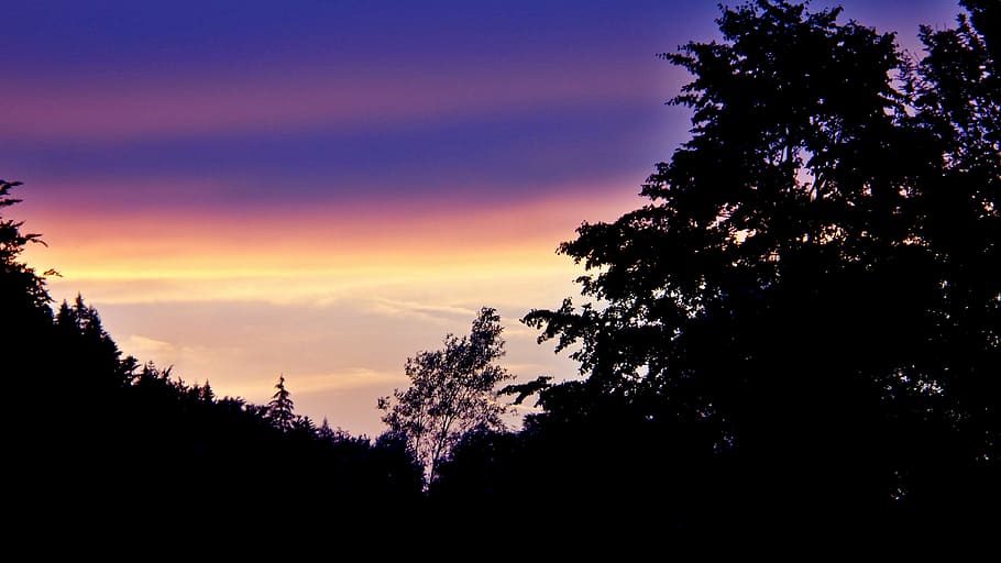 heaven, sky, sunset, dawn, romance, nature, tree, silhouette HD wallpaper