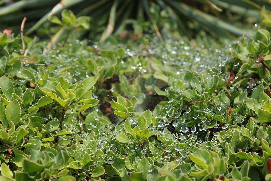 water, spider web, silk, plant, botanical gardens, denver, green color HD wallpaper