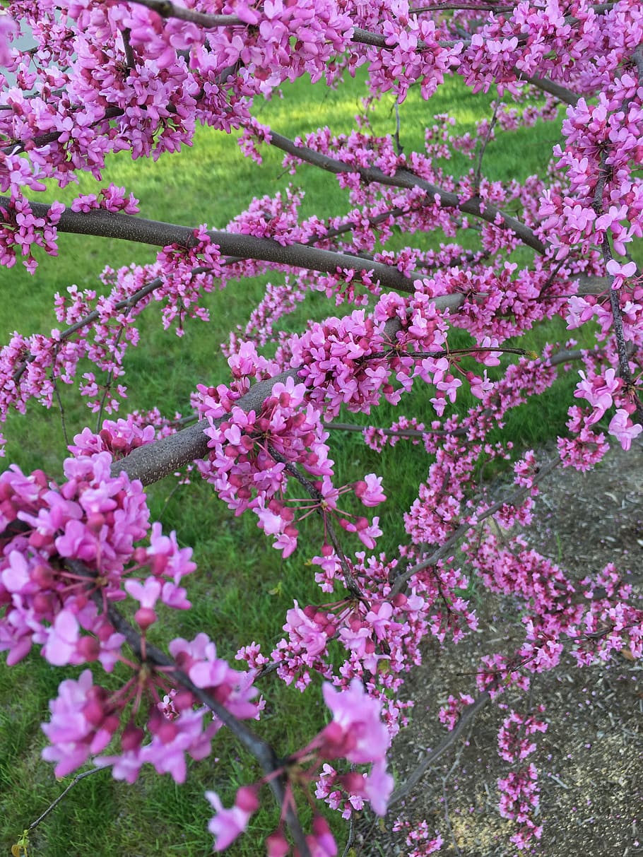 redbud, eastern, pink, purple, tree, blossom, flower, spring, HD wallpaper