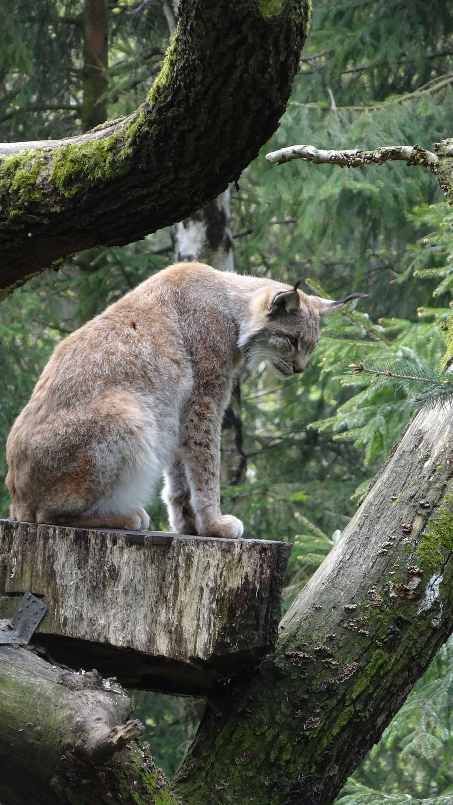 Lynx, Wildcat, one animal, day, outdoors, tree, animal wildlife HD wallpaper