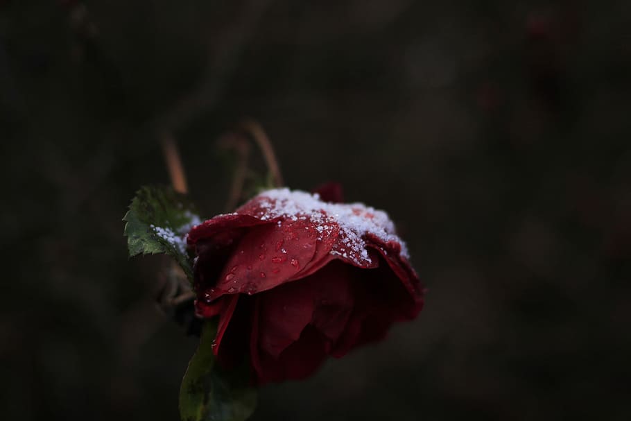 snow powders on red rose flower, red withered rose with snow, HD wallpaper