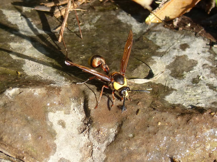 Hornet, Wasp, Eumenes, eumenes sp, one animal, water, no people HD wallpaper