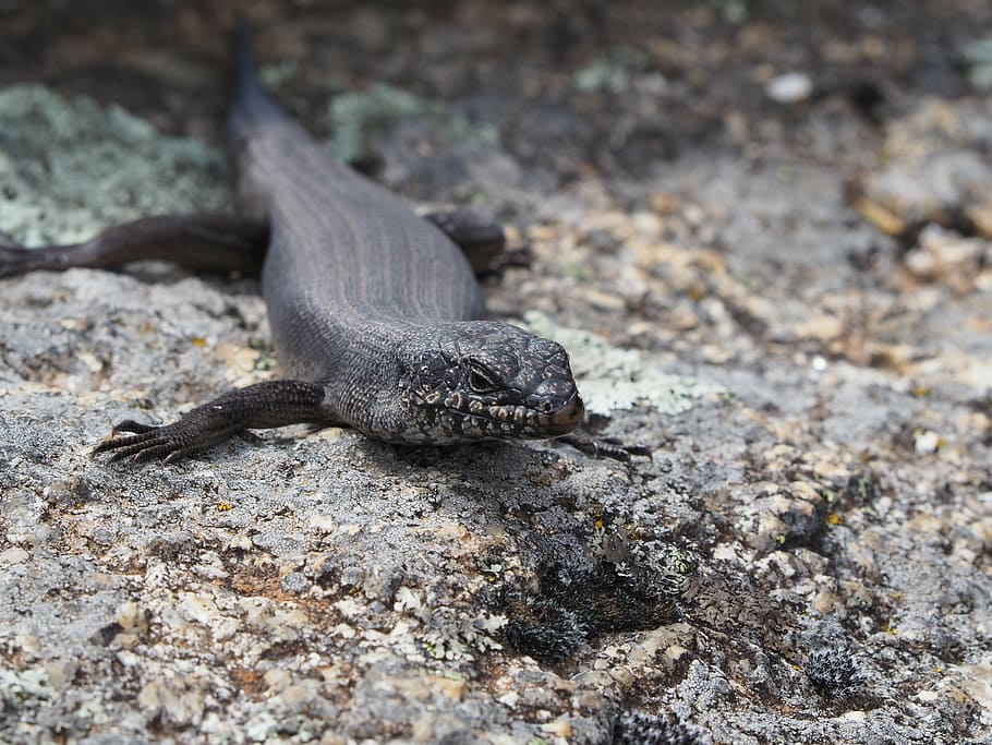 lizard, grey, mt buffalo, mountain, rock, scales, animals in the wild HD wallpaper