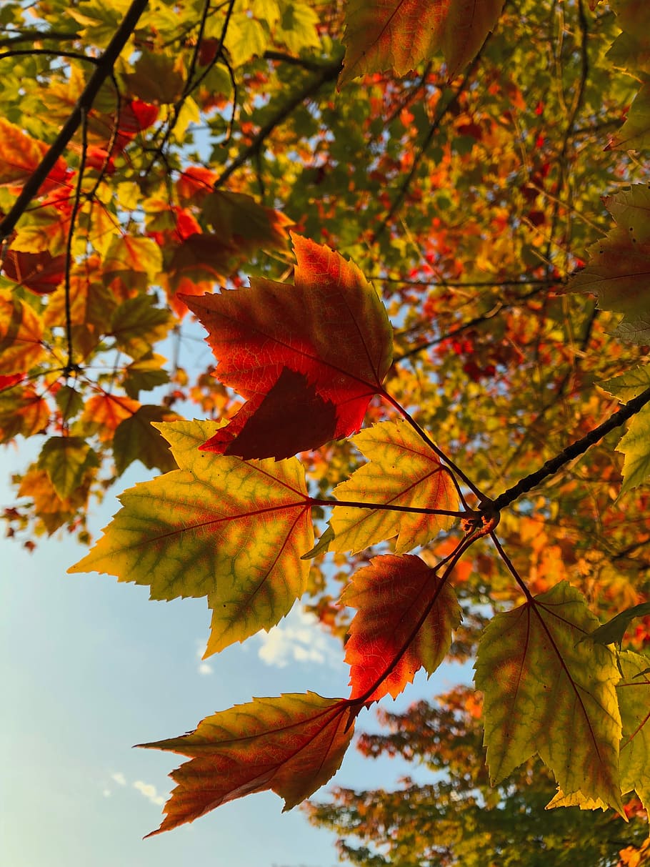 high-angle photography of red and yellow maple leaves, beige and orange three leaves HD wallpaper