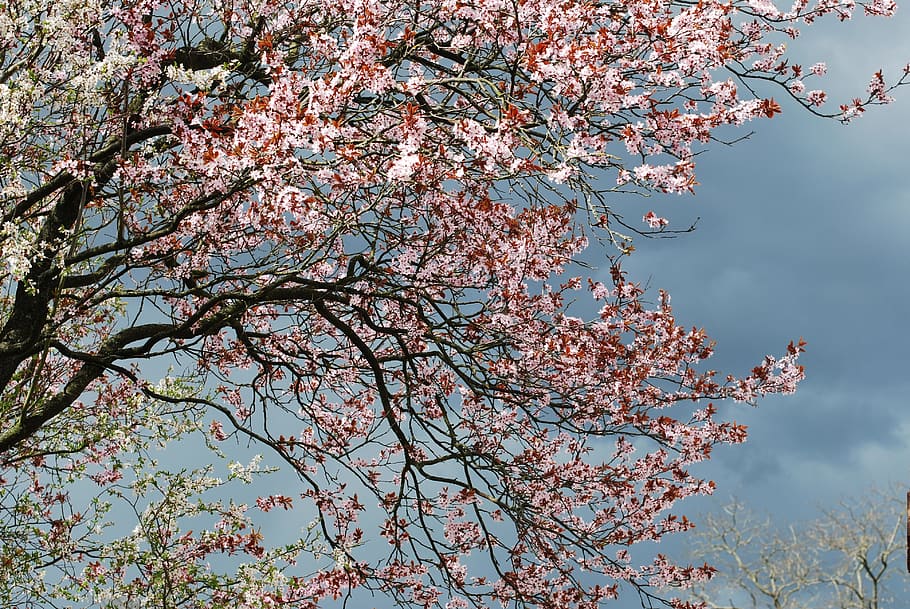 Cherry Blossom, Tree, spring, pink, flower, nature, branch HD wallpaper