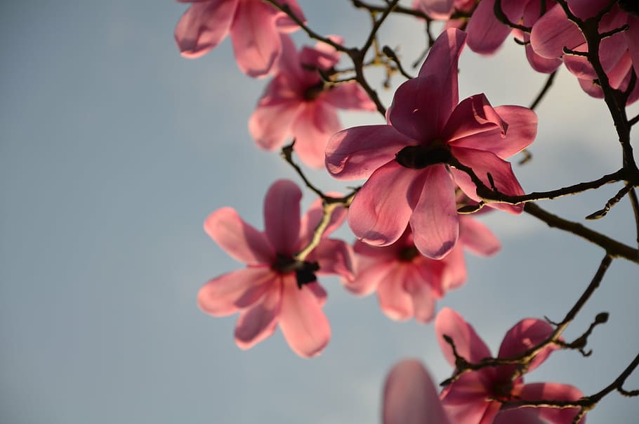 pink magnolia flowers in selective focus photography, blue sky HD wallpaper