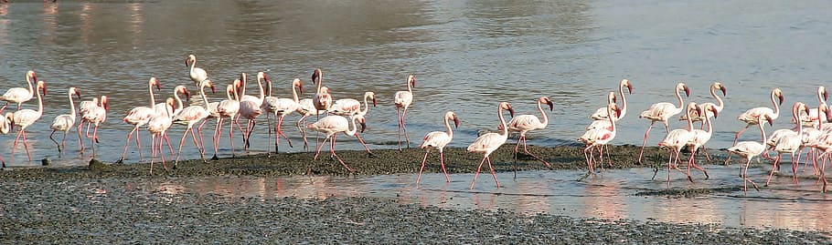 flamingos on body of water, walking, beach, flock, many, nature HD wallpaper