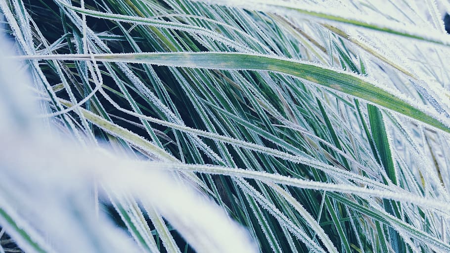 green grass, icing, detail, rime, frost, snow, nature, winter HD wallpaper