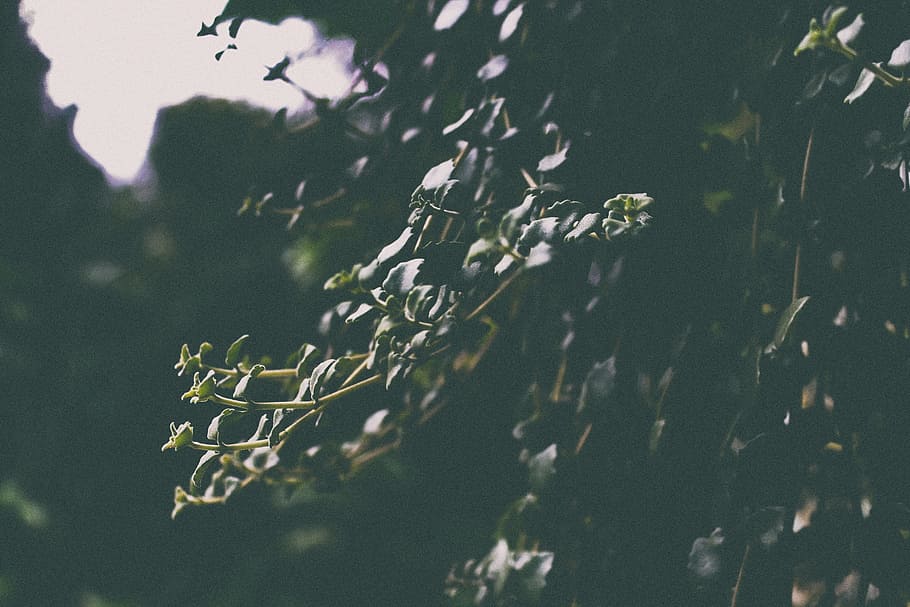stem, leaf, dark, nature, plant, no people, tree, beauty in nature HD wallpaper