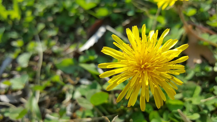 spring, flowers, dandelion, flowering plant, yellow, freshness HD wallpaper