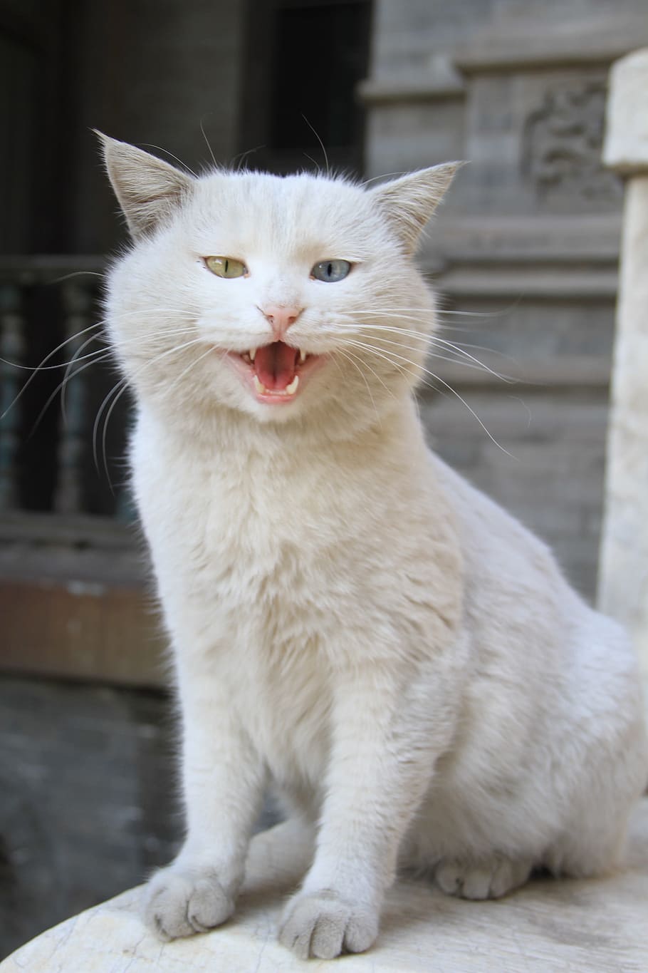 odd-eyed white cat, Scene, Road, pets, animal, domestic Cat, cute, HD wallpaper