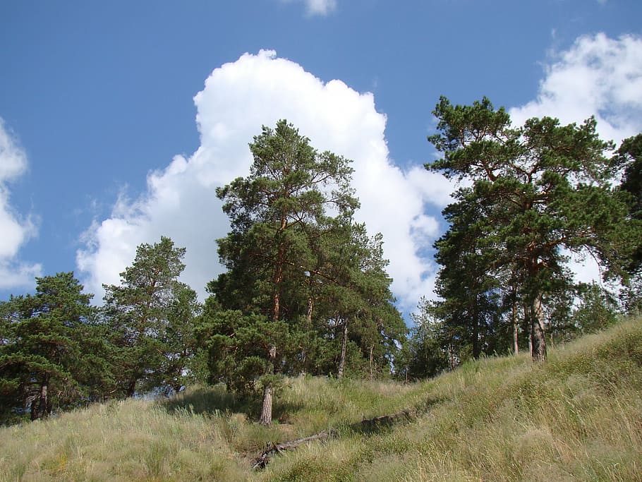slope, from the bottom, pine, sky, clouds, summer, festival songs HD wallpaper