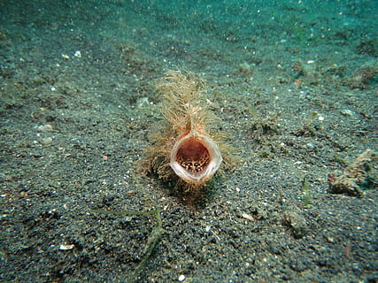 angler, diving, fish, underwater, sea, ocean, marine, reef HD wallpaper