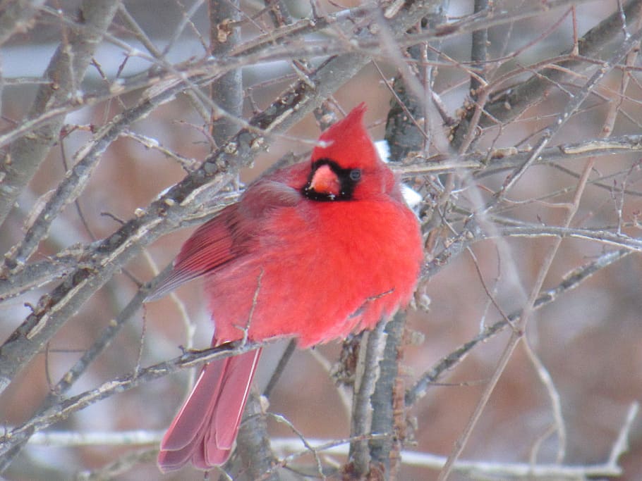 red cardinal bird on bare tree branch during daytime, red Cardinal bird perched on tree branch HD wallpaper