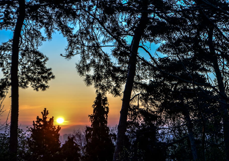 sunrise, shadows, trees, landscape, nature, morning, forest HD wallpaper