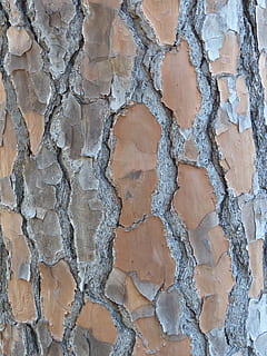 Bark, Tree, Trunk, Texture, Wood, Brown, rough, surface, timber HD wallpaper