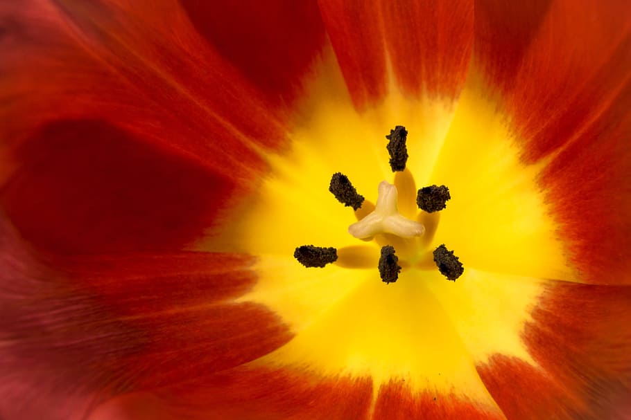 tulip, blossom, bloom, flower, spring, yellow, red, plant, early bloomer HD wallpaper