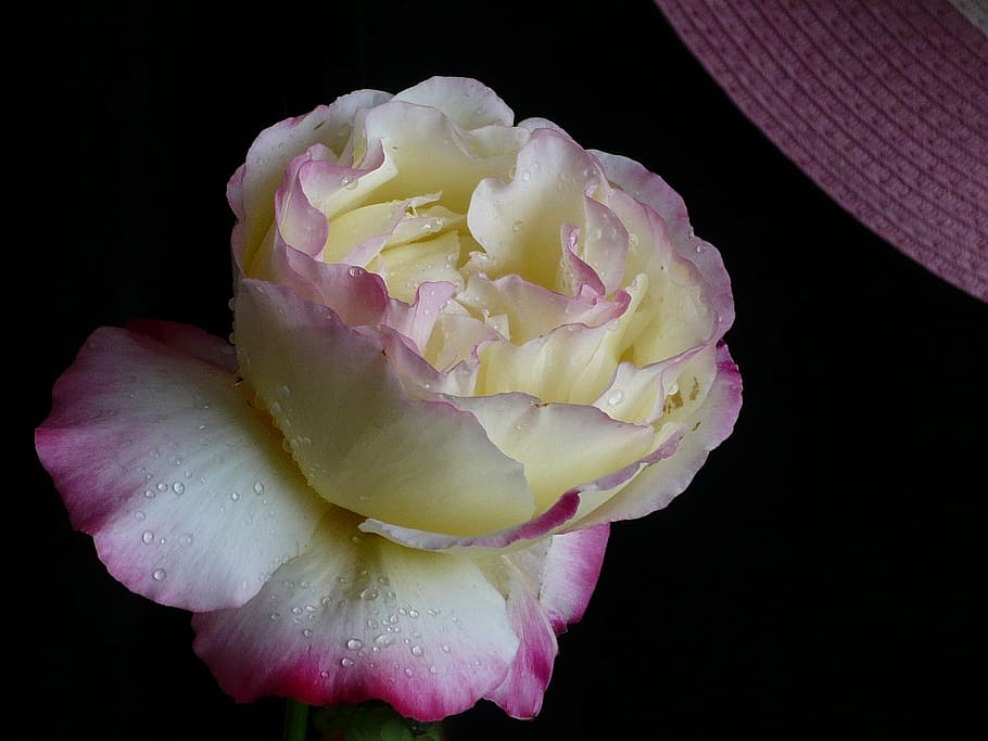 rosa, flower, yellow, beauty in nature, freshness, flowering plant HD wallpaper