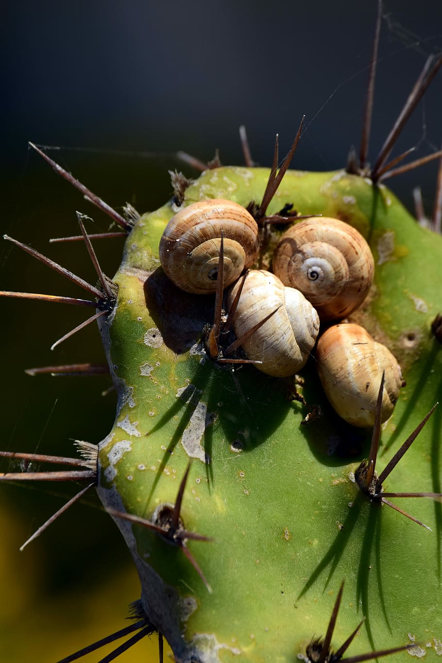 cactus, green, snails, snail shells, spur, protection, defense HD wallpaper