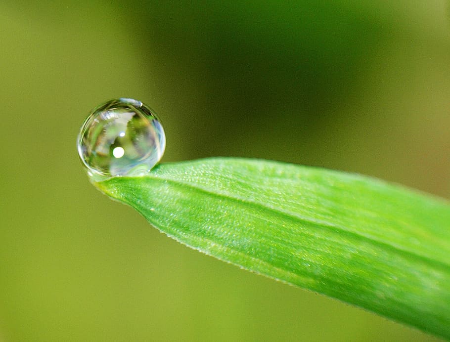 micro photoraphy of water dew on green leaf, sheet, drop, plant part HD wallpaper