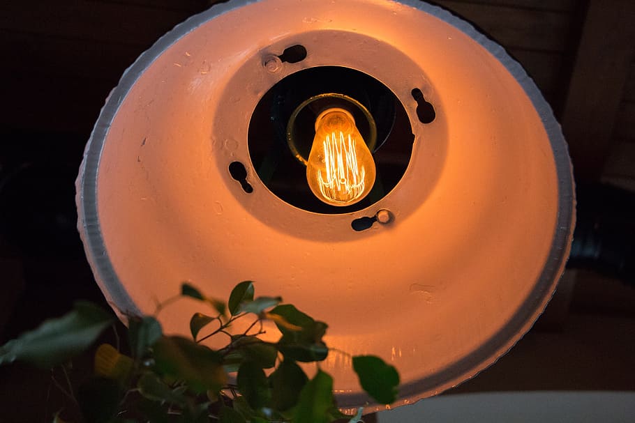 bulb, leaves, light, warm, illuminated, close-up, orange color HD wallpaper