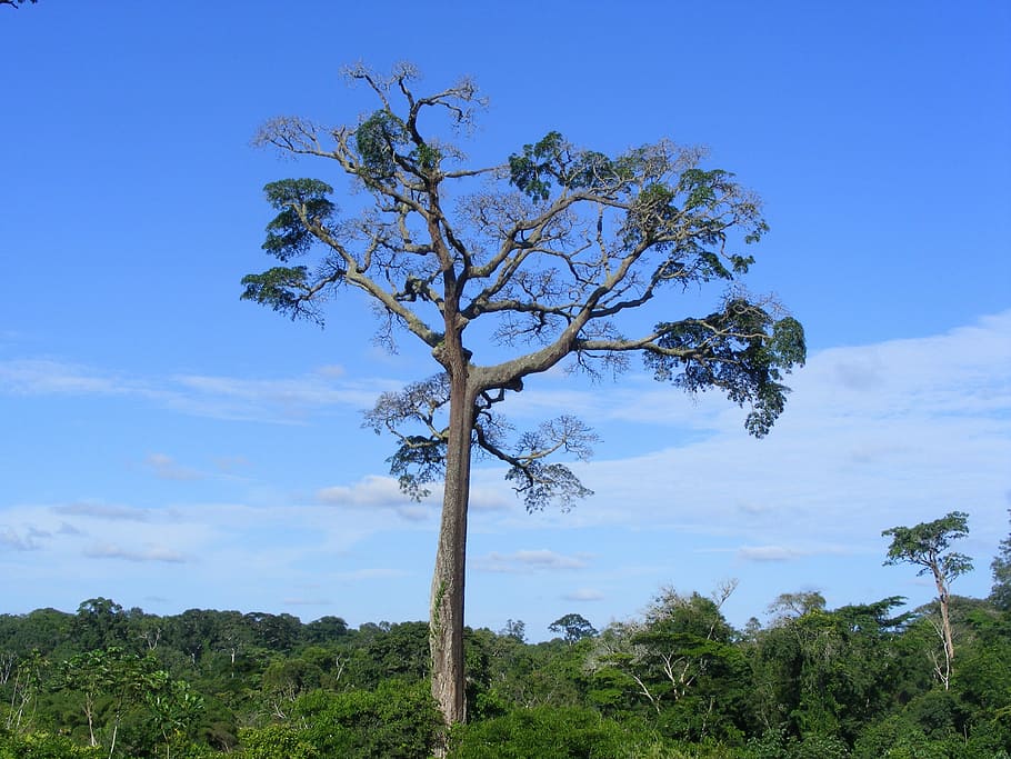 moabi, baillonella, tree, big, bush, forest, green, giant, nature HD wallpaper