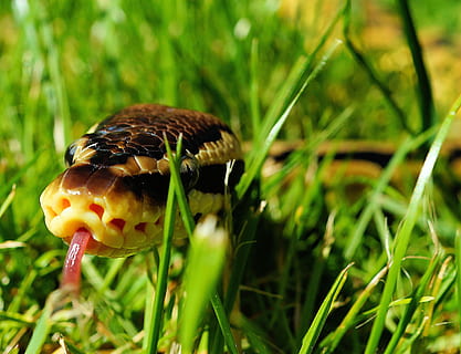 snake, ball python, garden, camouflage, foraging, python regius HD wallpaper