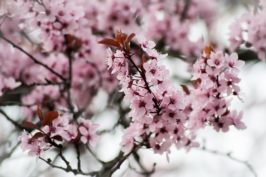 pink, cherry, blossom, bloom, tree, spring, east asian cherry HD wallpaper