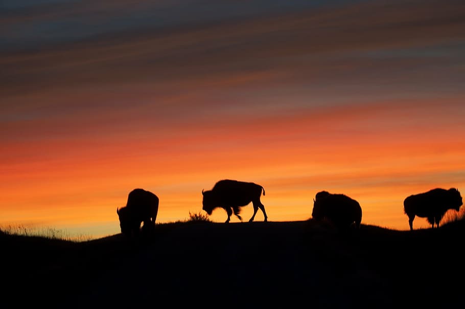 silhouette of bisons uphill, buffalo, sunrise, american, silhouettes, HD wallpaper