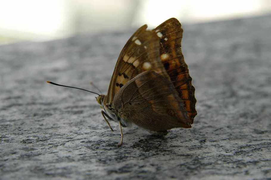 butterfly, nature, macro, animal themes, invertebrate, animal wildlife HD wallpaper