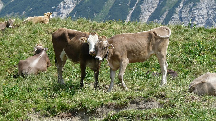 allgäu, cow, cows, beef, cattle, mountains, summer, holiday HD wallpaper
