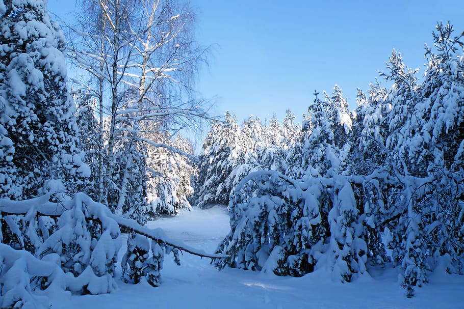 Winter, Impressions, Wintry, Snow, Cold, winter impressions HD wallpaper