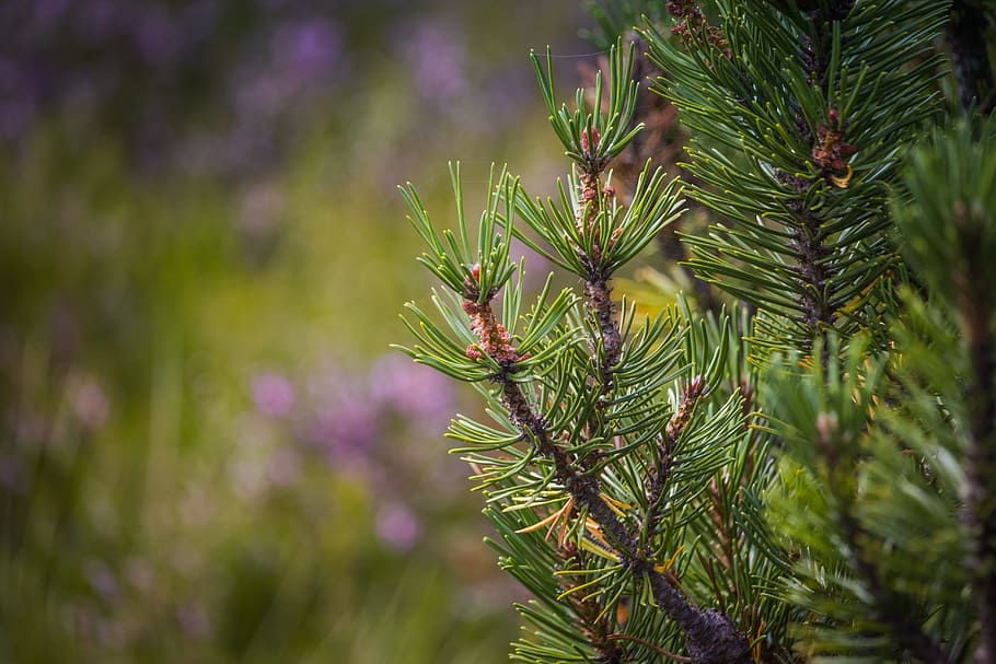 pine, dwarf pine, detail, macro, needles, green, peat-bog, summer HD wallpaper