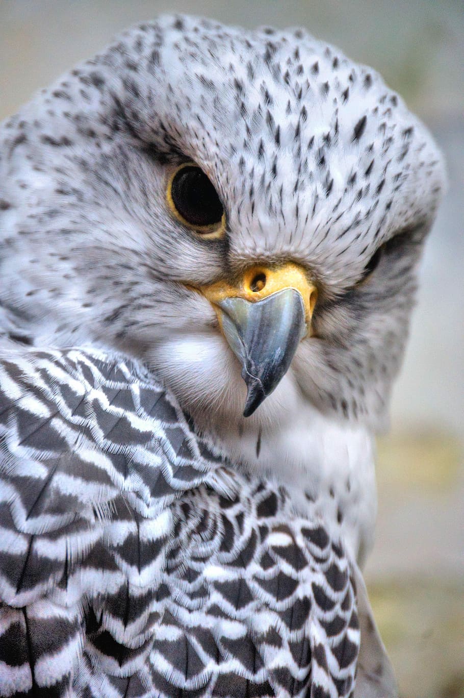 gray and black feathered bird, closeup photo of black and white owl HD wallpaper