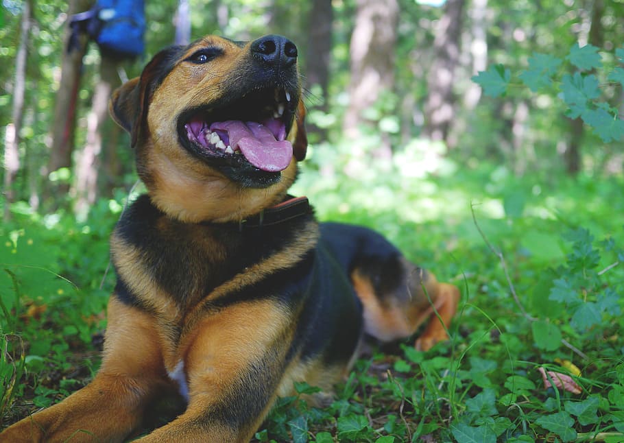 dog, hybrid, mixed breed dog, animal, pet, brown, fur, comrade