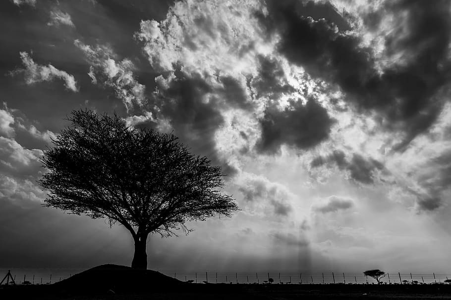 silhouette of a tree photography, black And White, nature, landscape HD wallpaper