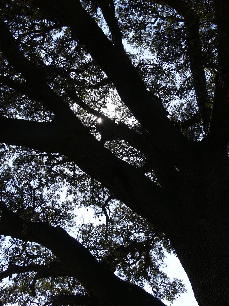 tree, shadows, landscape, plant, low angle view, tree trunk HD wallpaper