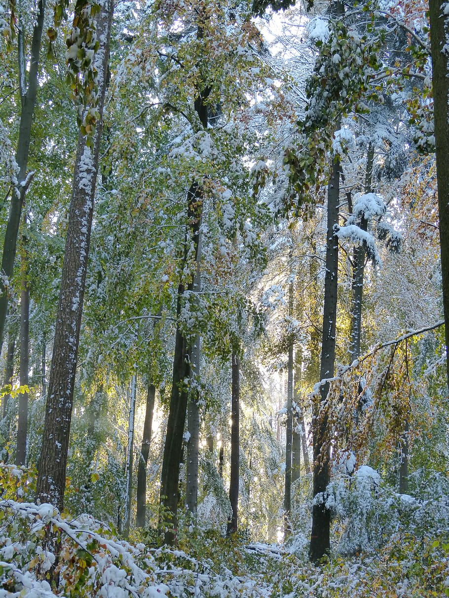 winter, forest, wintry, trees, snow, snowy, nature, plant, growth HD wallpaper