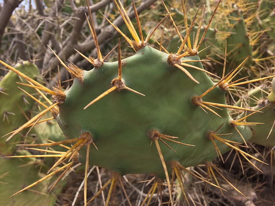 cactus, green, thorns, prickly, nature, plant, botany, natural HD wallpaper