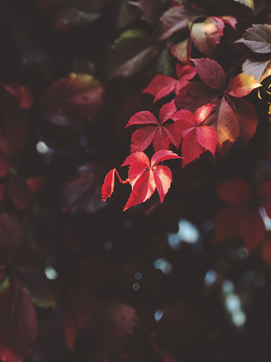 red leaves in shallow focus shot, shallow focus photography of red maple leaf HD wallpaper