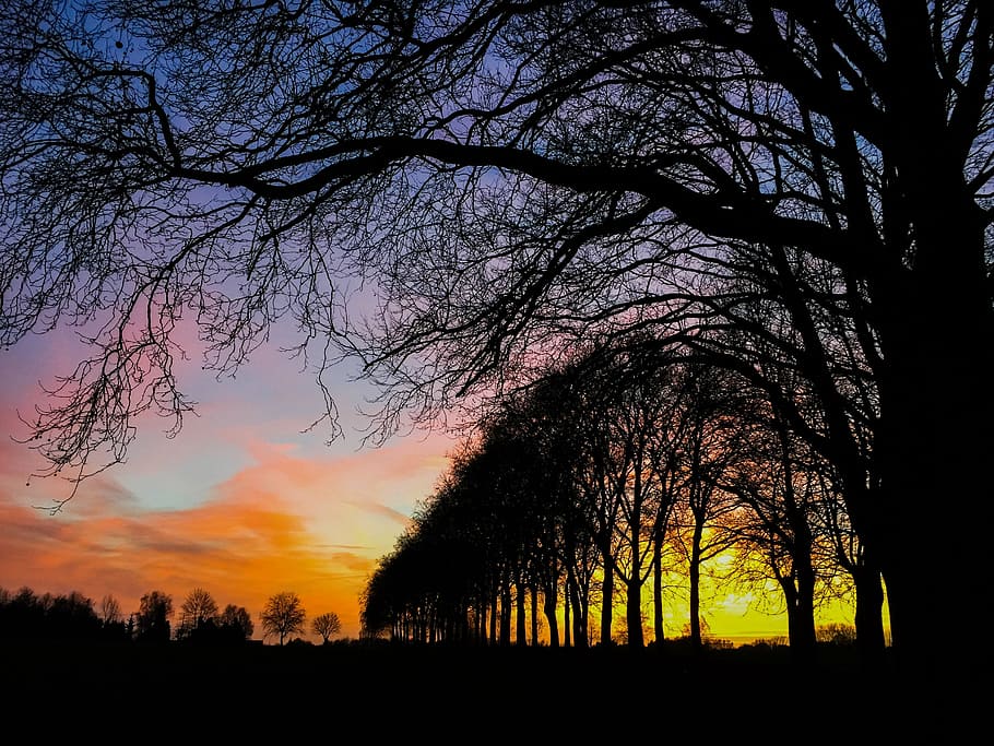 tree, sun, landscape, sunset, nature, silhouette, sky, plant HD wallpaper