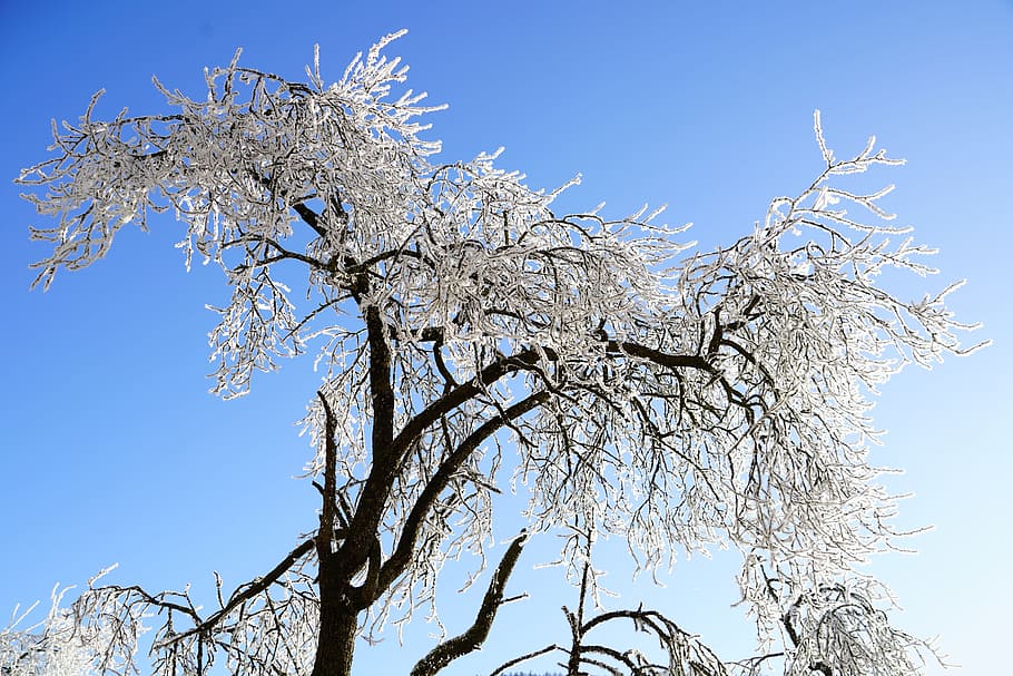 tree, hoarfrost, winter, iced, snow, cold, wintry, branches HD wallpaper