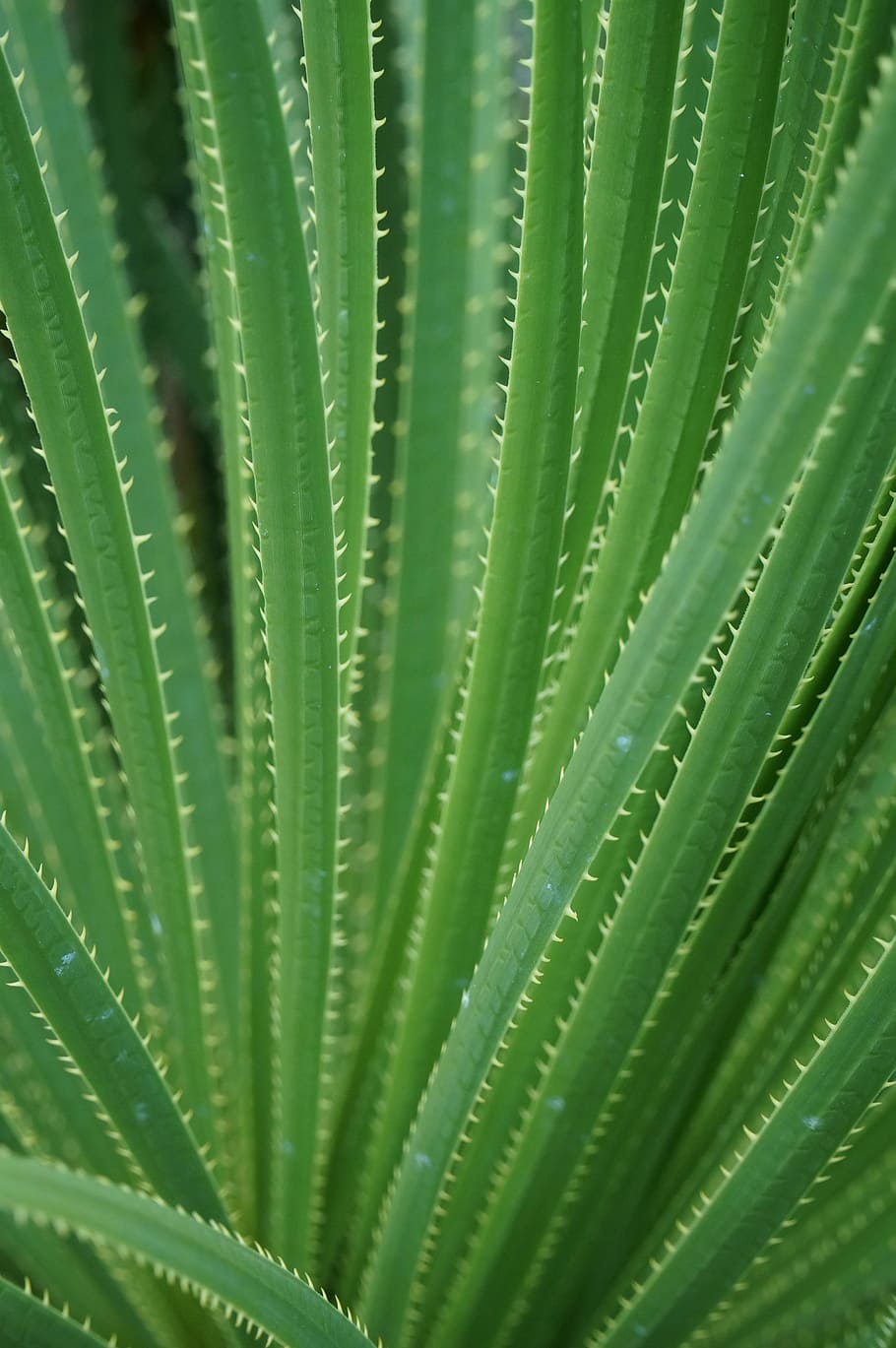cactus, green, sharp, texas, sotol, dasylirion texanum, plant HD wallpaper