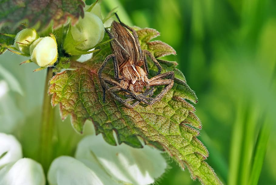 insect, nature, live, green color, plant, close-up, growth HD wallpaper