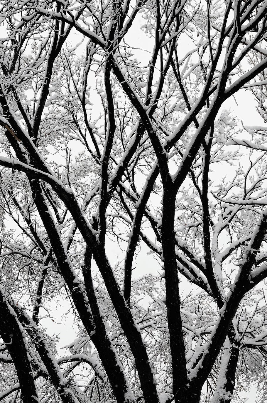 trees, winter, winter trees, snow, branches, forest, plant HD wallpaper