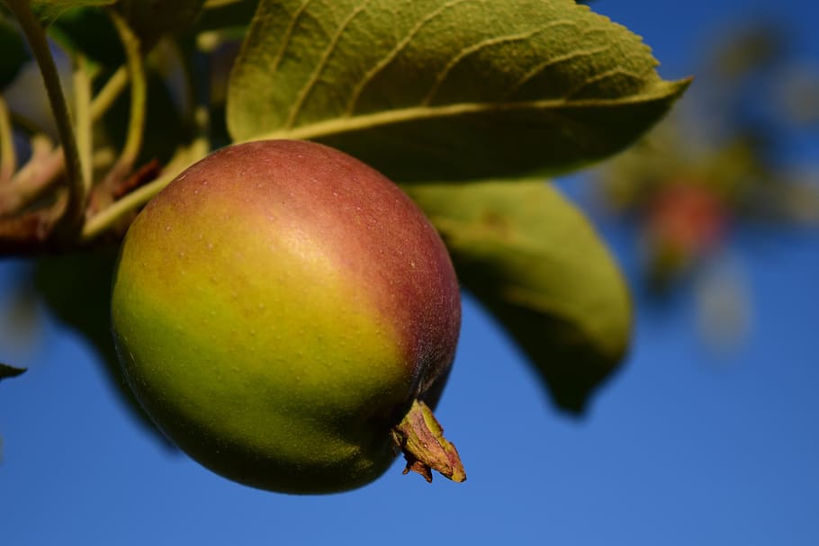 apple, tree, fruit, apple tree, leaves, healthy, green, kernobstgewaechs HD wallpaper