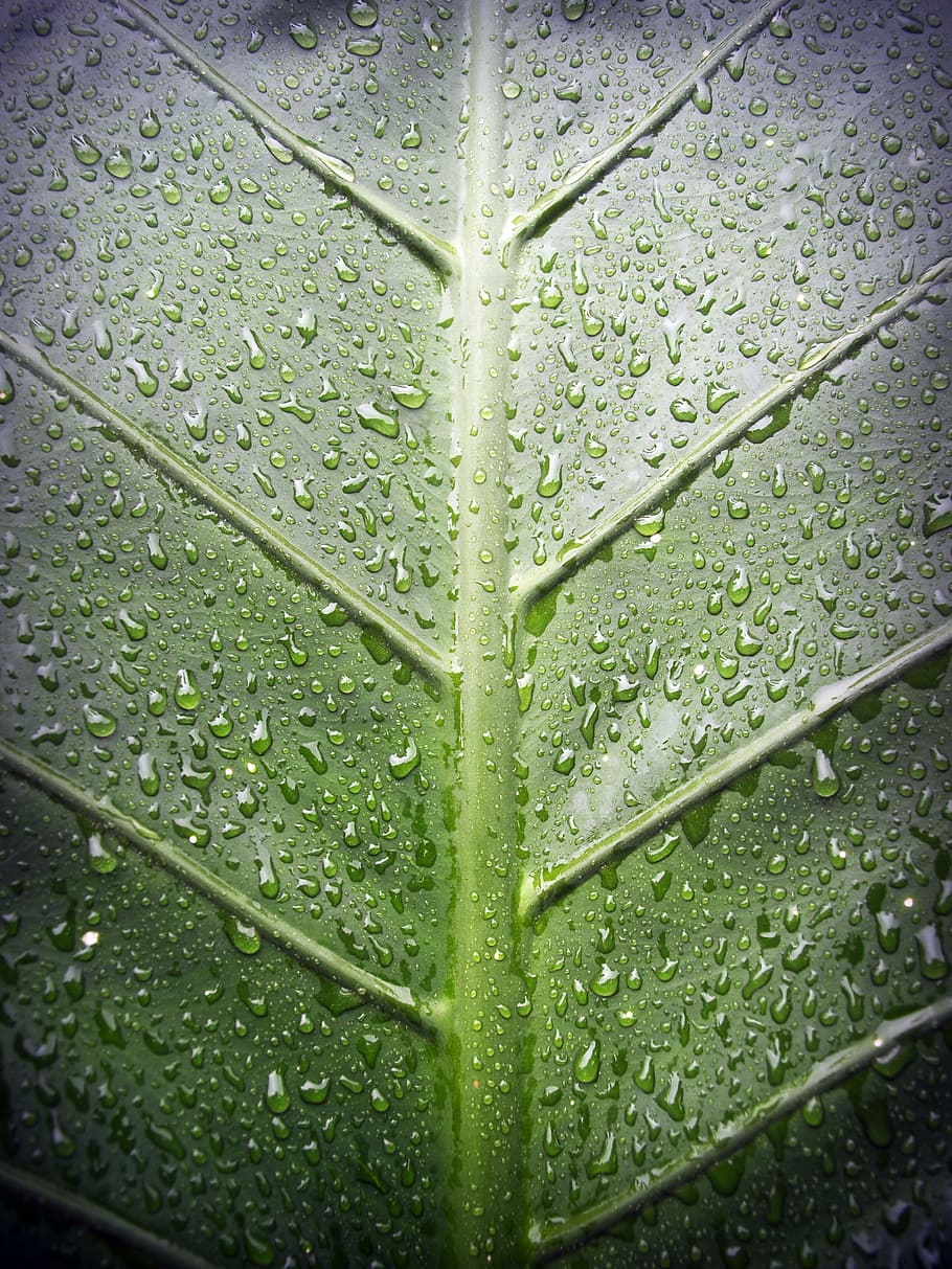 leaf, water, green, drop, background, natural, nature, fresh HD wallpaper
